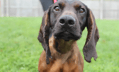 All these dogs are searching for their forever home.