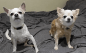 All these dogs are searching for their forever homes.