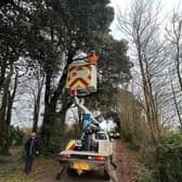 Otto the cat being rescued from a 40 feet-tall tree by Knighton Countryside Management in Weymouth, Dorset.  