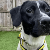 All these dogs are searching for their forever homes.