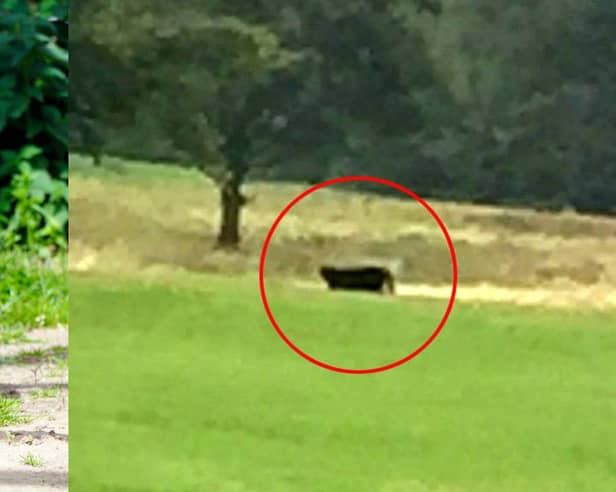 Big cats sightings are regularly reported across the UK.