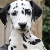 All these dogs are searching for their forever homes. 