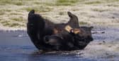 North American black bears playing on the ice at Woburn Safari Park in Bedfordshire.