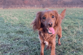 All these pets at Newcastle Dog & Cat Shelter are searching for a home.