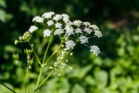 Hemlock roots are poisonous to both animals and humans.