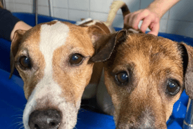 All these pets at Newcastle Dog & Cat Shelter are searching for a home.