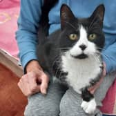 Magpie at Tyneside Cat Centre is looking for another new home