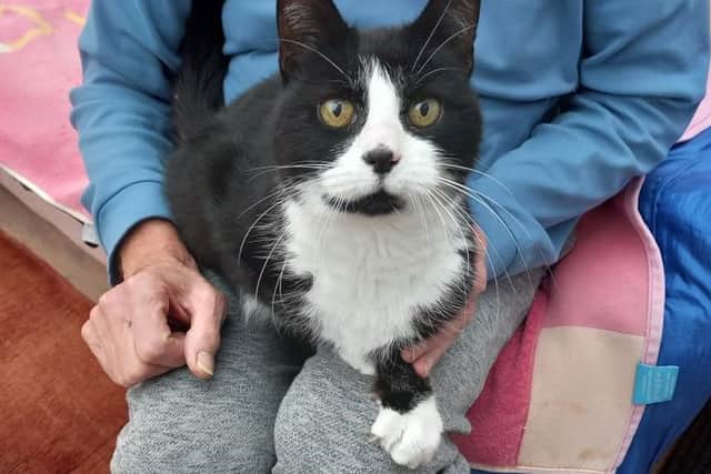 Magpie at Tyneside Cat Centre is looking for another new home