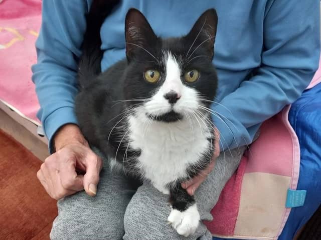 Magpie at Tyneside Cat Centre is looking for another new home