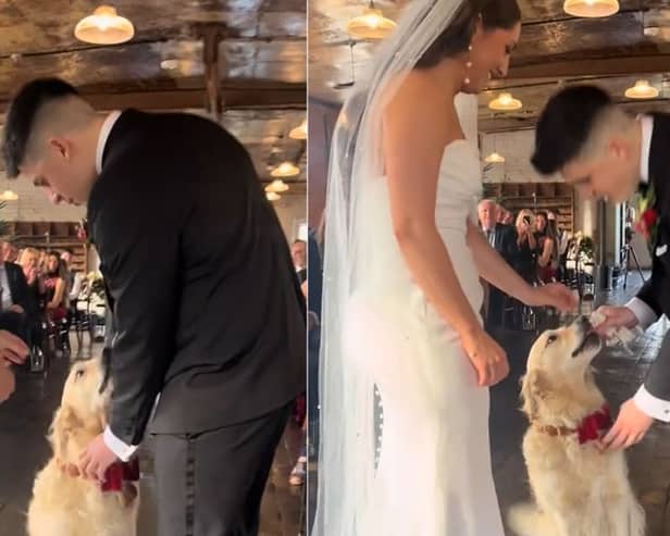 The Golden Retriever arrives at the bride and groom with the ring.