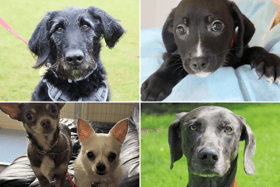 All these dogs are searching for their forever homes.
