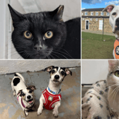 All these pets at Newcastle Dog & Cat Shelter are searching for a home.