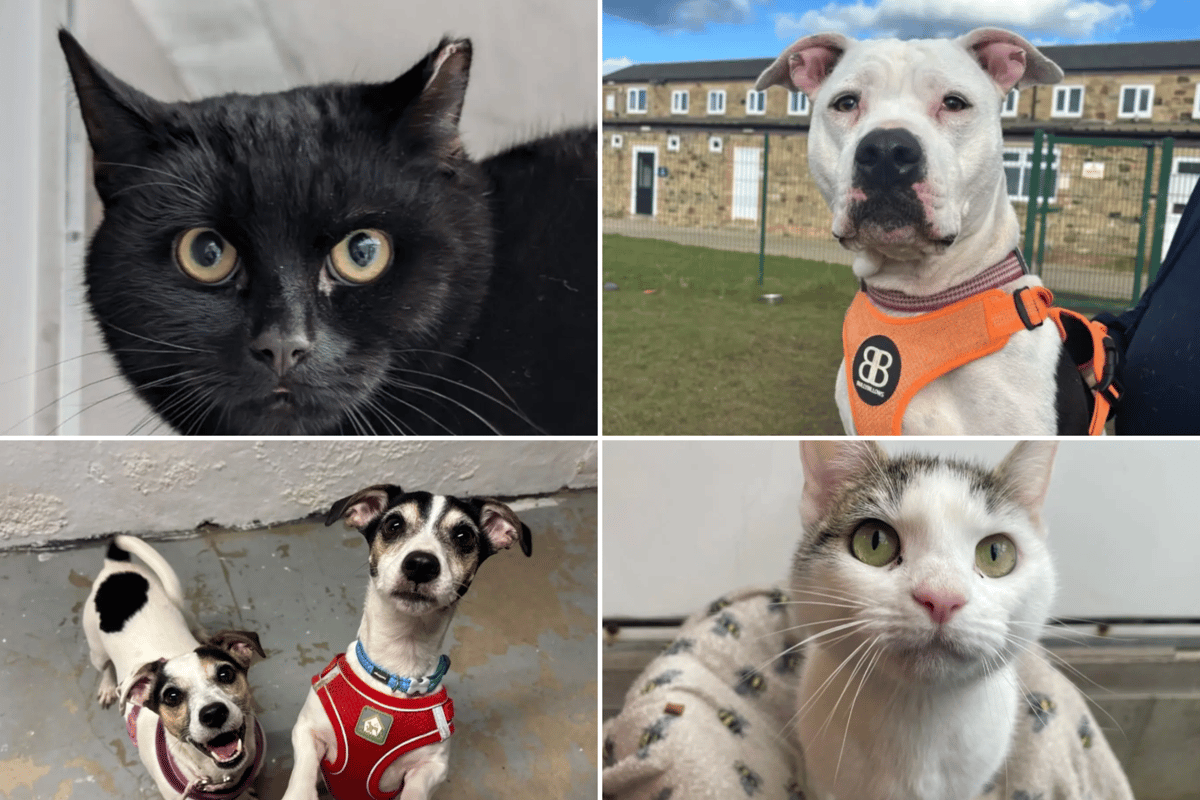 These 15 wonderful pets are all up for adoption at the Newcastle Dog