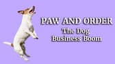 Happy playful Jack Russell Terrier dog playing