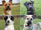All these dogs are searching for their forever homes. 