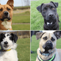 All these dogs are searching for their forever homes. 