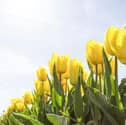 The Met Office has issued its verdict on whether the North East will experience higher temperatures than parts of Ibiza