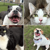 All these pets at Newcastle Dog & Cat Shelter are searching for a home.