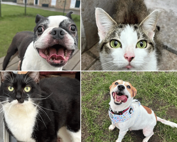 All these pets at Newcastle Dog & Cat Shelter are searching for a home.