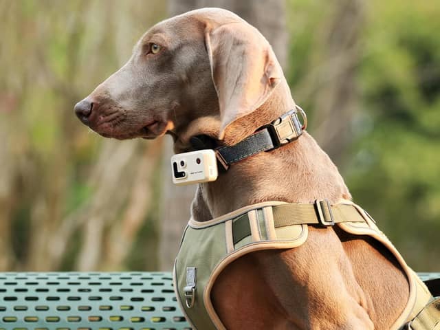 The Rola PetTracker clamps to a collar and connects to your smartphone
