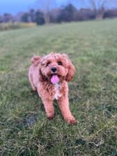 Things in the garden toxic to dogs