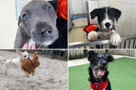 All these dogs are searching for their forever homes. 