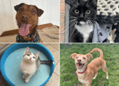 All these pets at Newcastle Dog & Cat Shelter are searching for a home.