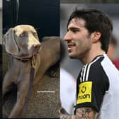 Newcastle United stars Sven Botman and Sandro Tonali, with Botman's dog. The stars' other halves have been taking their furry friends down to Jesmond Dene - and sharing the cute snaps on socials.