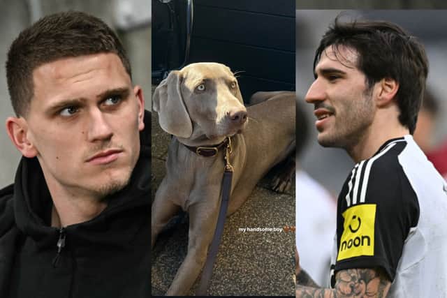 Newcastle United stars Sven Botman and Sandro Tonali, with Botman's dog. The stars' other halves have been taking their furry friends down to Jesmond Dene - and sharing the cute snaps on socials.