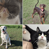 All these pets at Newcastle Dog & Cat Shelter are searching for a home.