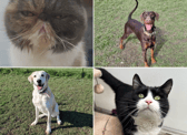 All these pets at Newcastle Dog & Cat Shelter are searching for a home.
