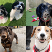 All these dogs are searching for their forever homes.