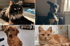 April is National Pet Month so we've been asking NewcastleWorld readers for photos of their pets.