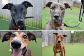 All these Lurchers are up for adoption from the Dogs Trust in the North East.