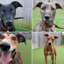 All these Lurchers are up for adoption from the Dogs Trust in the North East.