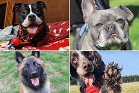 All these dogs are searching for their forever homes.