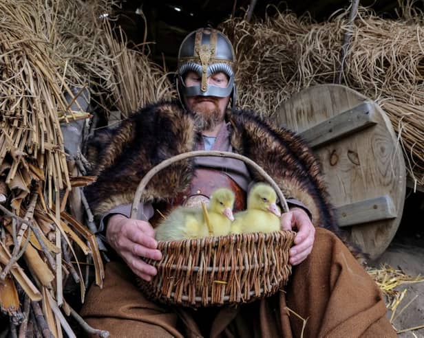 Six baby goslings are set to become the latest fluffy little stars to join Kynren : An Epic Tale of England, having hatched just before Easter.