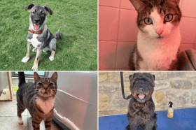 All these pets at Newcastle Dog & Cat Shelter are searching for a home.