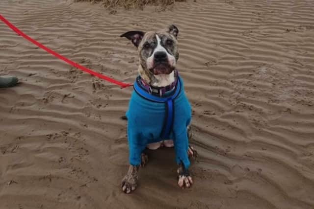 Despite her age, Tess is a sprightly girl who enjoys running around and playing with toys