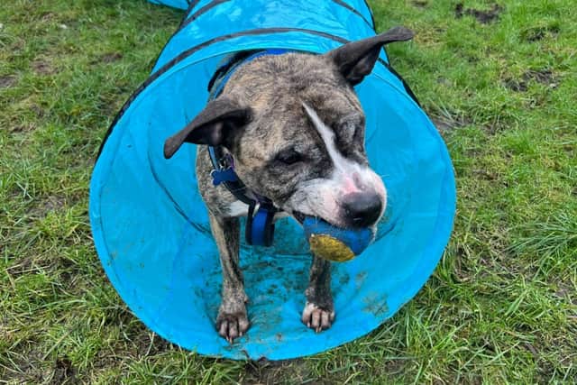 Tess loves fuss and attention but also enjoys her independence
