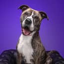 Tess travelled 100 miles to Lancashire in search of a new home