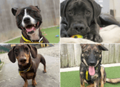All these dogs are searching for their forever homes.