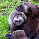 Wolverine kits.