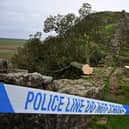 The Sycamore Gap tree was felled in September 2023.