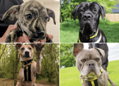 All these dogs are searching for their forever homes.