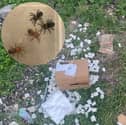 The box of baby tarantulas were inside a parcel which was found ripped open outside the couple's home in Chester-le-Street on Tuesday (May 13)