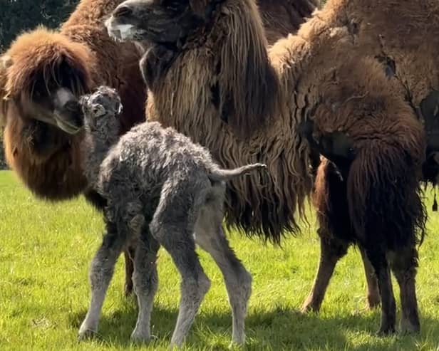 Fluffy rare camel calf wobbles with mum in adorable video