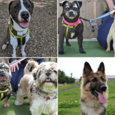 All these dogs are searching for their forever homes. 