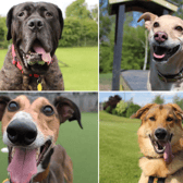 All these dogs are searching for their forever homes.
