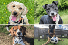 All these dogs are searching for their forever homes.